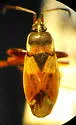 Eremocoris abietis