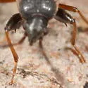 Eremocoris borealis - photo 2