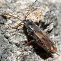 Eremocoris borealis - photo 3
