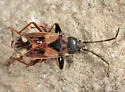 Eremocoris borealis - photo 4