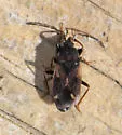 Eremocoris borealis - photo 5