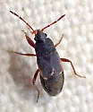 Eremocoris cupressicola