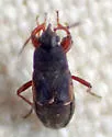 Eremocoris cupressicola - photo 2