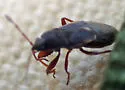 Eremocoris cupressicola - photo 3
