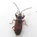 Eremocoris depressus