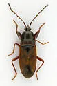 Eremocoris depressus - photo 2