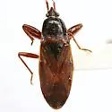 Eremocoris depressus - photo 3