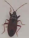 Eremocoris depressus - photo 4