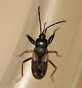 Eremocoris dimidiatus