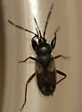 Eremocoris dimidiatus - photo 2