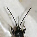 Eremocoris dimidiatus - photo 3