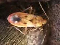 Eremocoris dimidiatus - photo 4