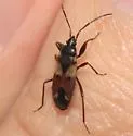 Eremocoris dimidiatus - photo 5