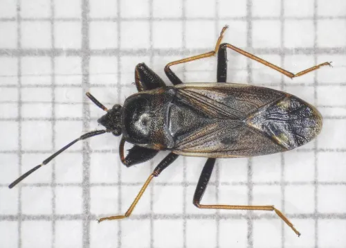 Eremocoris fenestratus