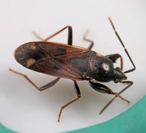 Eremocoris fenestratus - photo 2