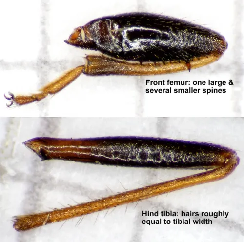 Eremocoris fenestratus - photo 3