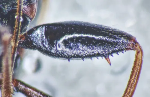 Eremocoris fenestratus - photo 4