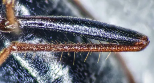 Eremocoris fenestratus - photo 5