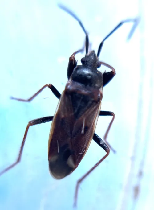 Eremocoris fenestratus - photo 6