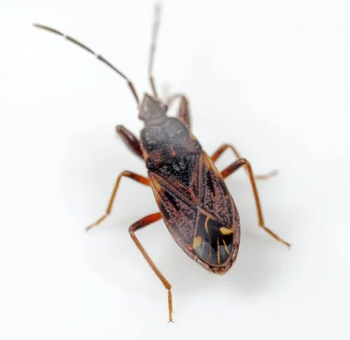 Eremocoris fenestratus - photo 8