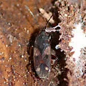 Eremocoris ferus