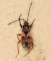 Eremocoris ferus - photo 2
