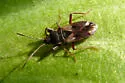 Eremocoris ferus - photo 3
