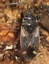 Eremocoris ferus - photo 4