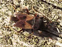 Eremocoris ferus - photo 5