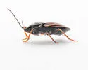 Eremocoris cf. inquilinus