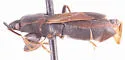 Eremocoris cf. inquilinus - photo 2