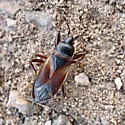 Eremocoris cf. inquilinus - photo 3