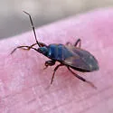 Eremocoris cf. inquilinus - photo 4