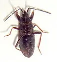 Eremocoris cf. inquilinus - photo 5