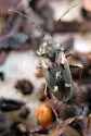 Eremocoris obscurus