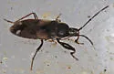 Eremocoris obscurus - photo 2