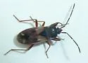 Eremocoris obscurus - photo 3