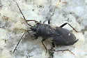 Eremocoris obscurus - photo 4