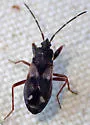 Eremocoris obscurus - photo 5