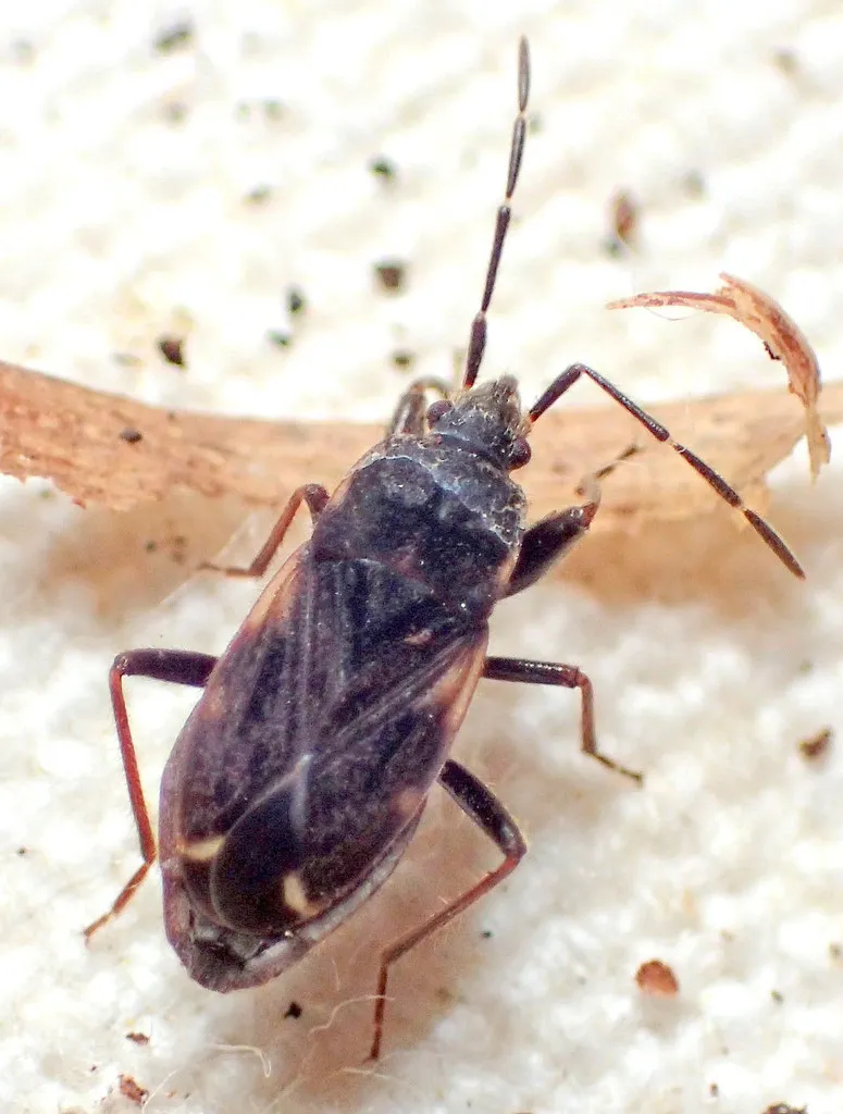 Eremocoris opacus 0 - photo 2