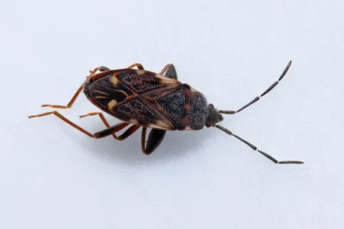 Eremocoris podagricus - Eremocoris podagricus