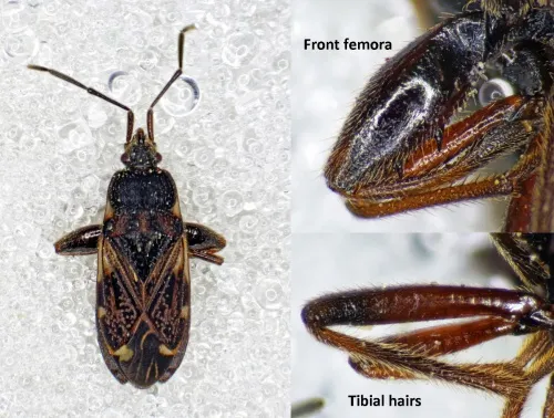 Eremocoris podagricus - photo 2