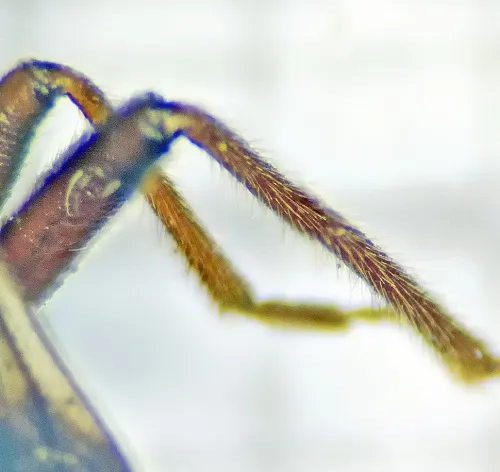 Eremocoris podagricus - photo 3