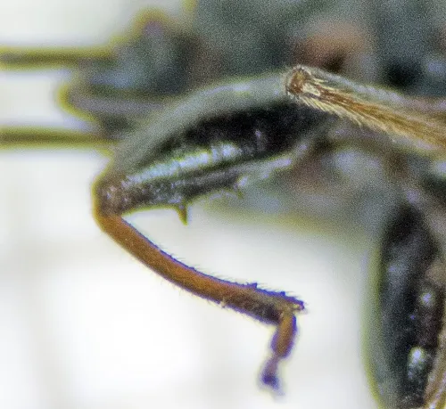 Eremocoris podagricus - photo 4