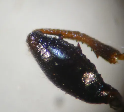 Eremocoris podagricus - photo 5