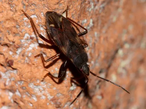 Eremocoris podagricus - photo 6