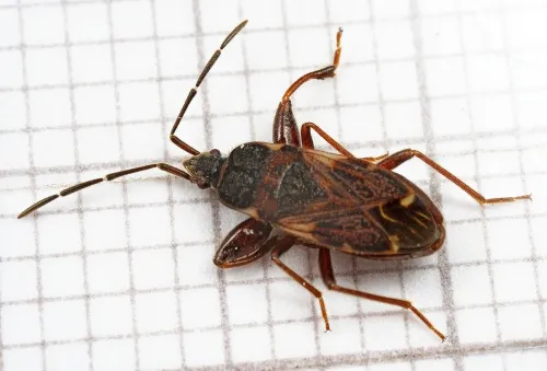 Eremocoris podagricus - photo 7