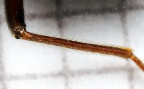 Eremocoris podagricus - photo 8