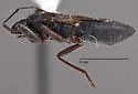 Eremocoris semicinctus - Eremocoris semicinctus