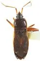 Eremocoris semicinctus - photo 2